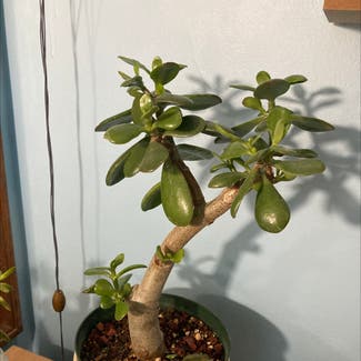 Jade plant in West Dundee, Illinois