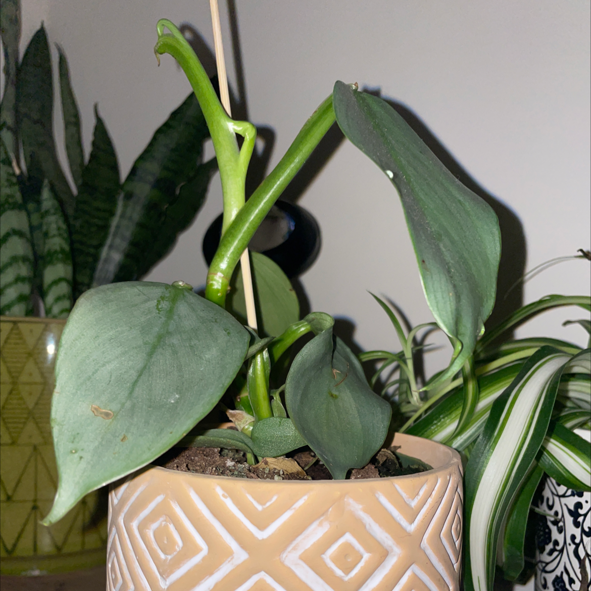 Philodendron Hastatum plant photo by @Paigeewilliamson named Phil on Greg, the plant care app.