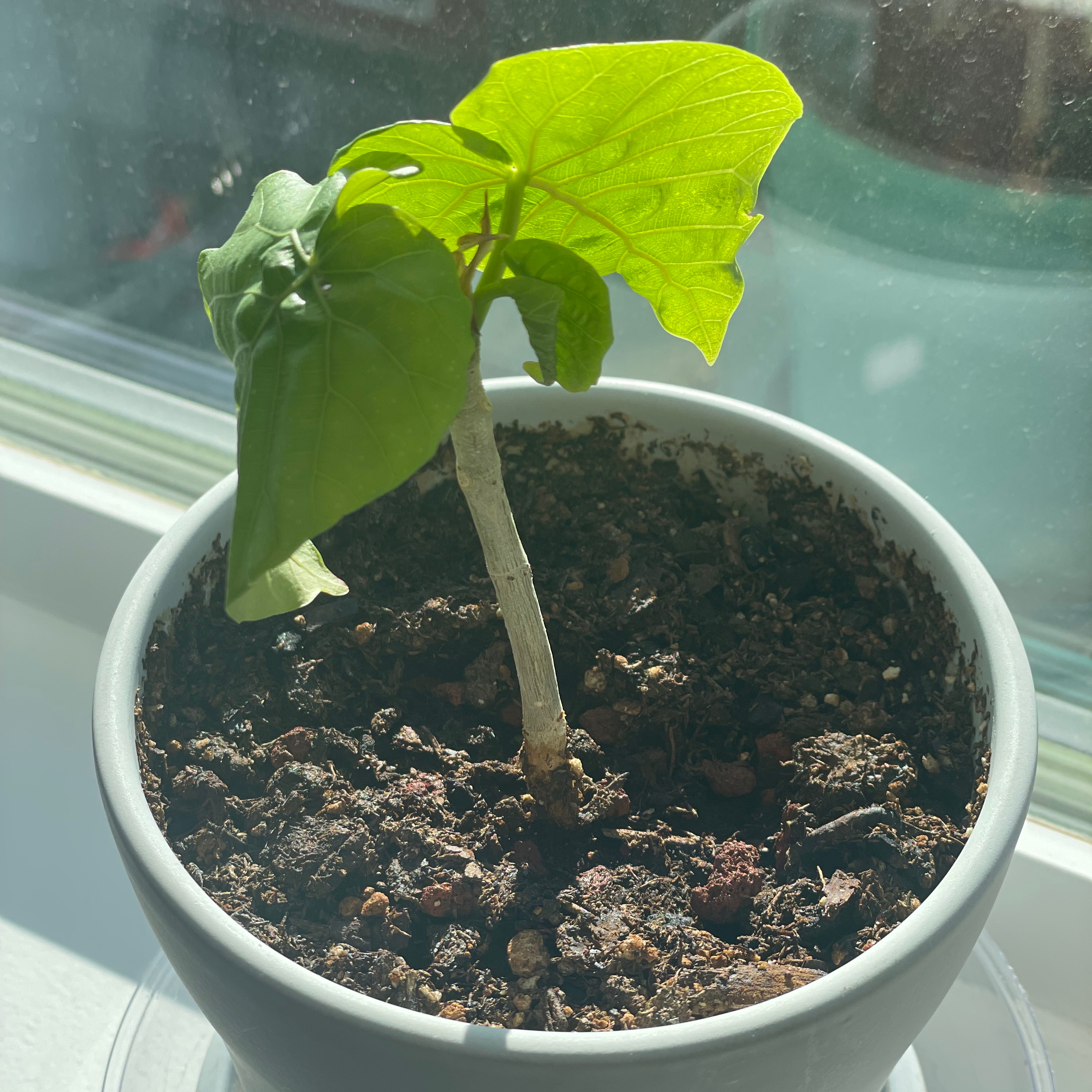 A young Ficus umbellata plant in a pot with visible soil, placed near a window with sunlight.