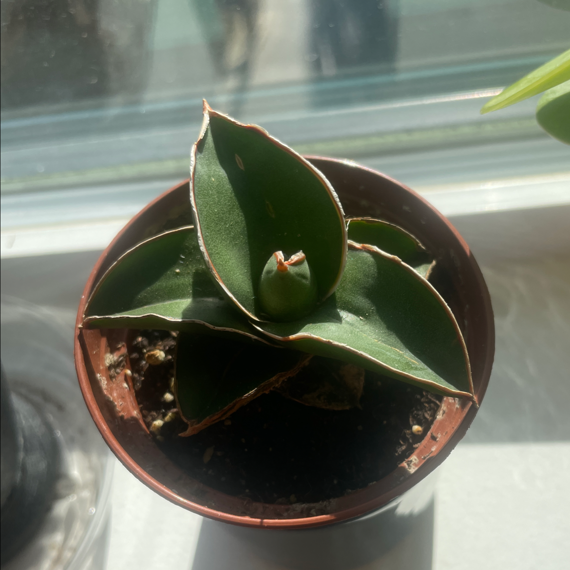 Samurai Dwarf Snake Plant in a small pot on a windowsill, healthy green leaves.