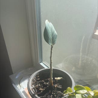 Audrey Ficus plant in Denver, Colorado