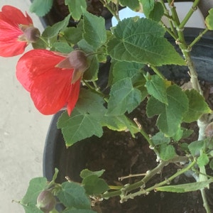 Abutilon Pictum plant photo by Eee named Favorite child on Greg, the plant care app.