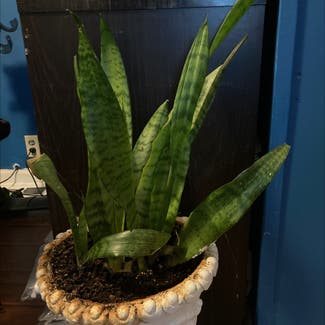 Snake Plant plant in Callands, Virginia