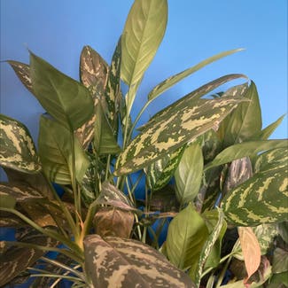 Chinese Evergreen plant in Callands, Virginia