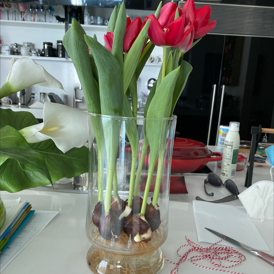 A vase with blooming red tulips and visible bulbs, placed on a table.