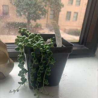 String of Pearls plant in Baton Rouge, Louisiana