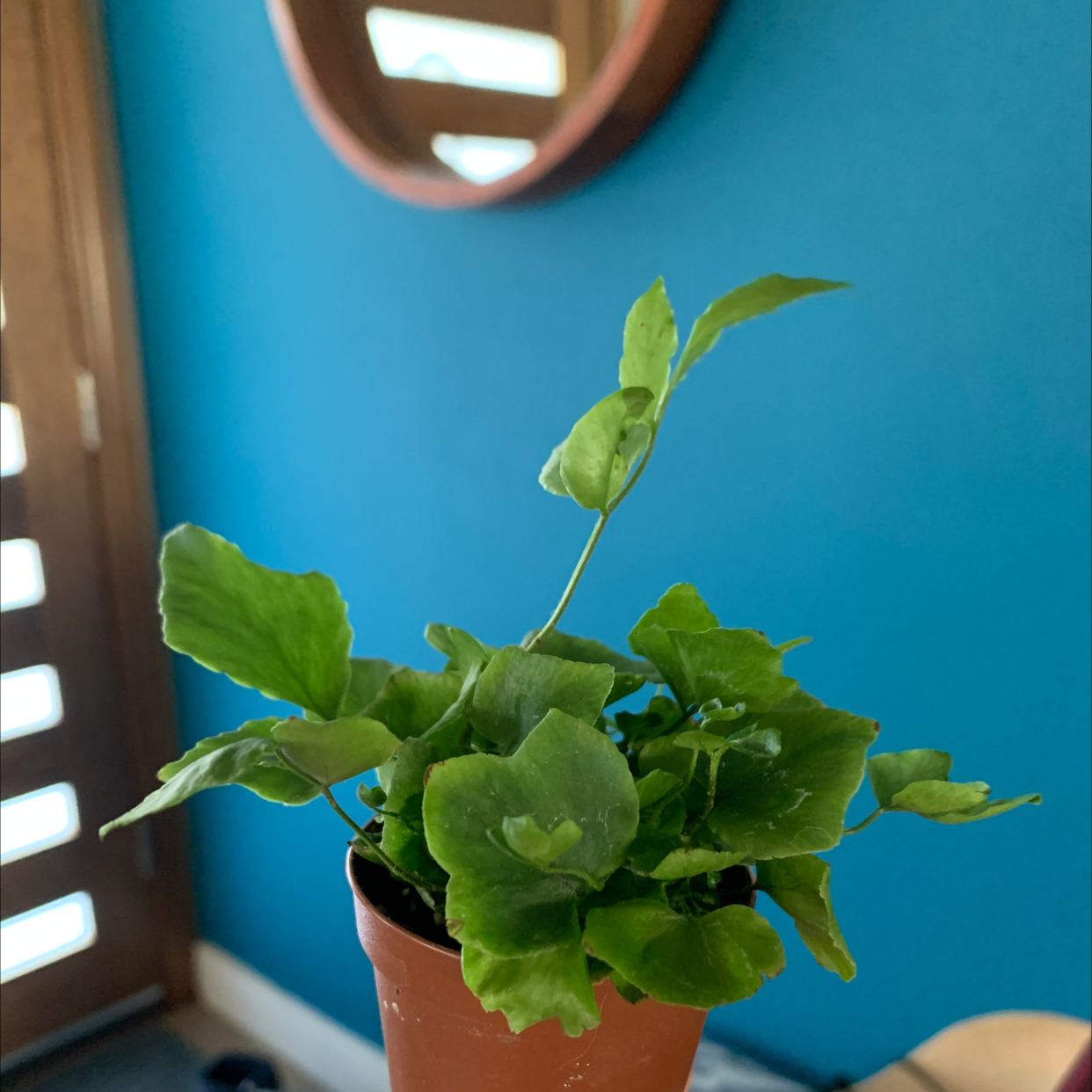 Potted House Holly-Fern with green leaves against a blue background.