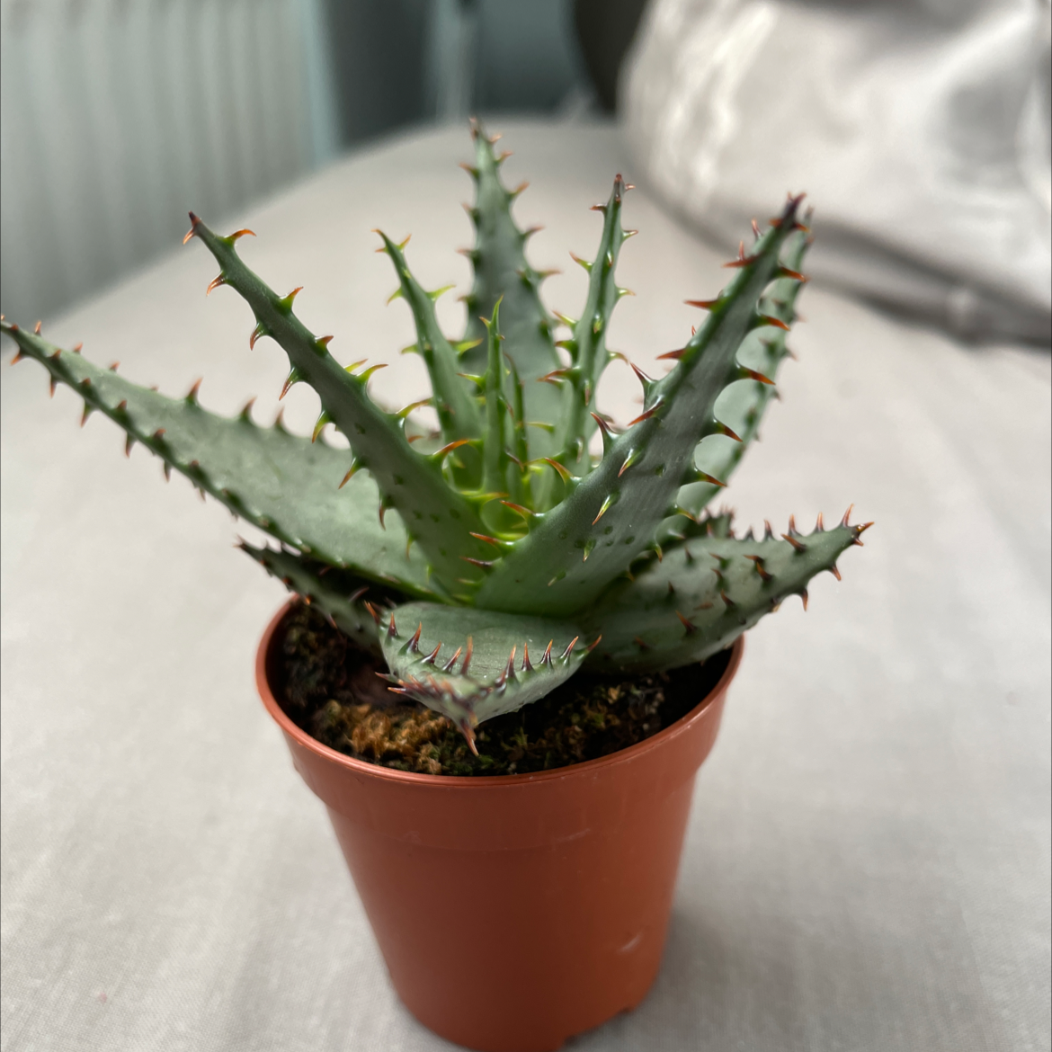 Cape Aloe plant in a small pot, healthy green leaves with no visible discoloration.