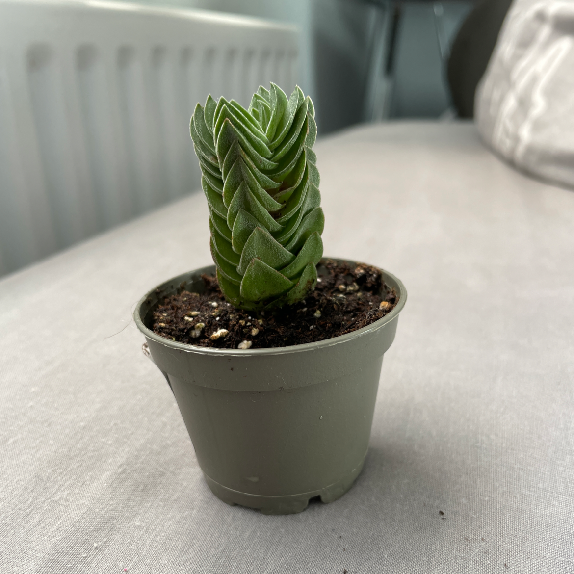 Crassula 'Buddha's Temple' plant in a small pot, healthy and well-framed.