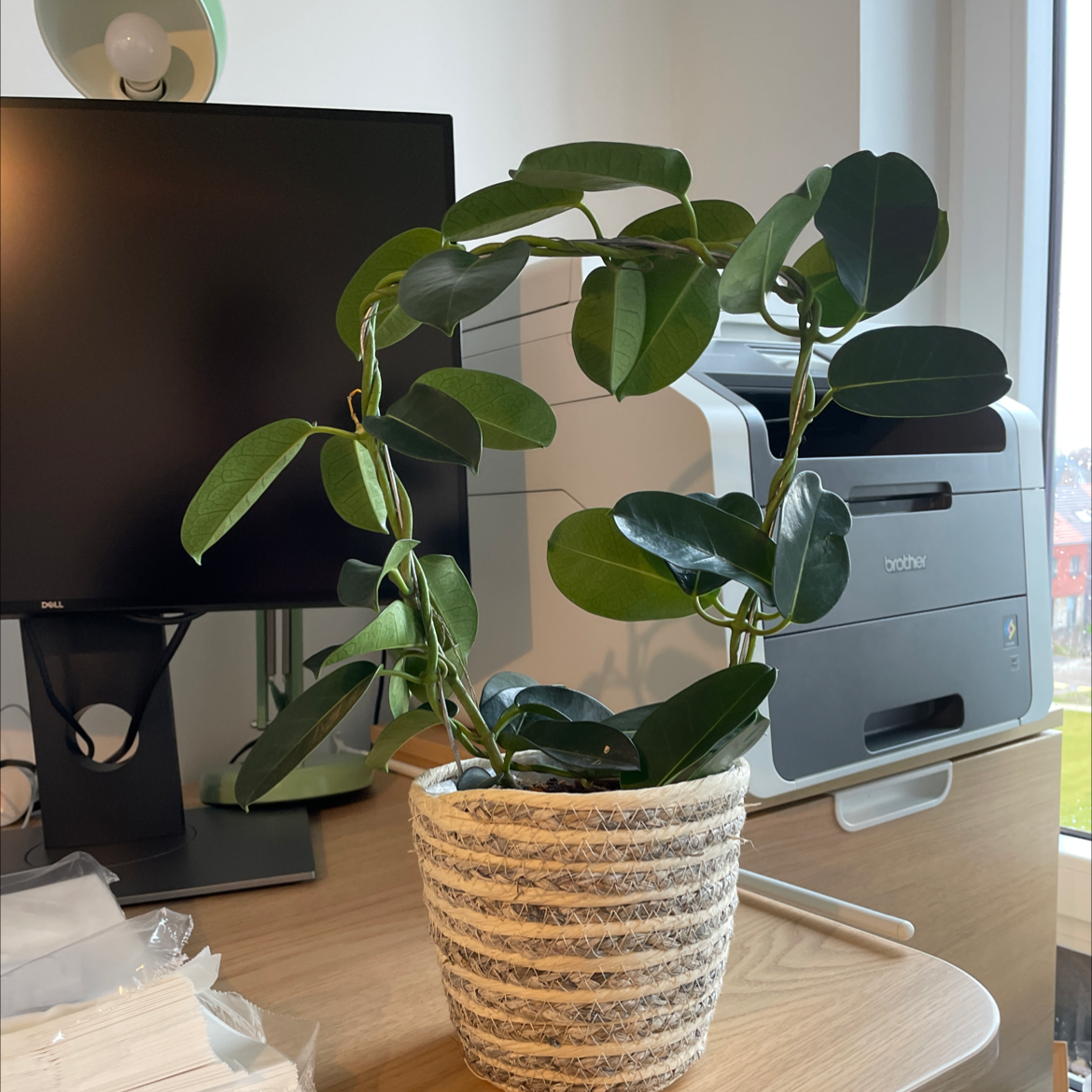 Potted Stephanotis plant with broad, dark green leaves in an indoor office setting.