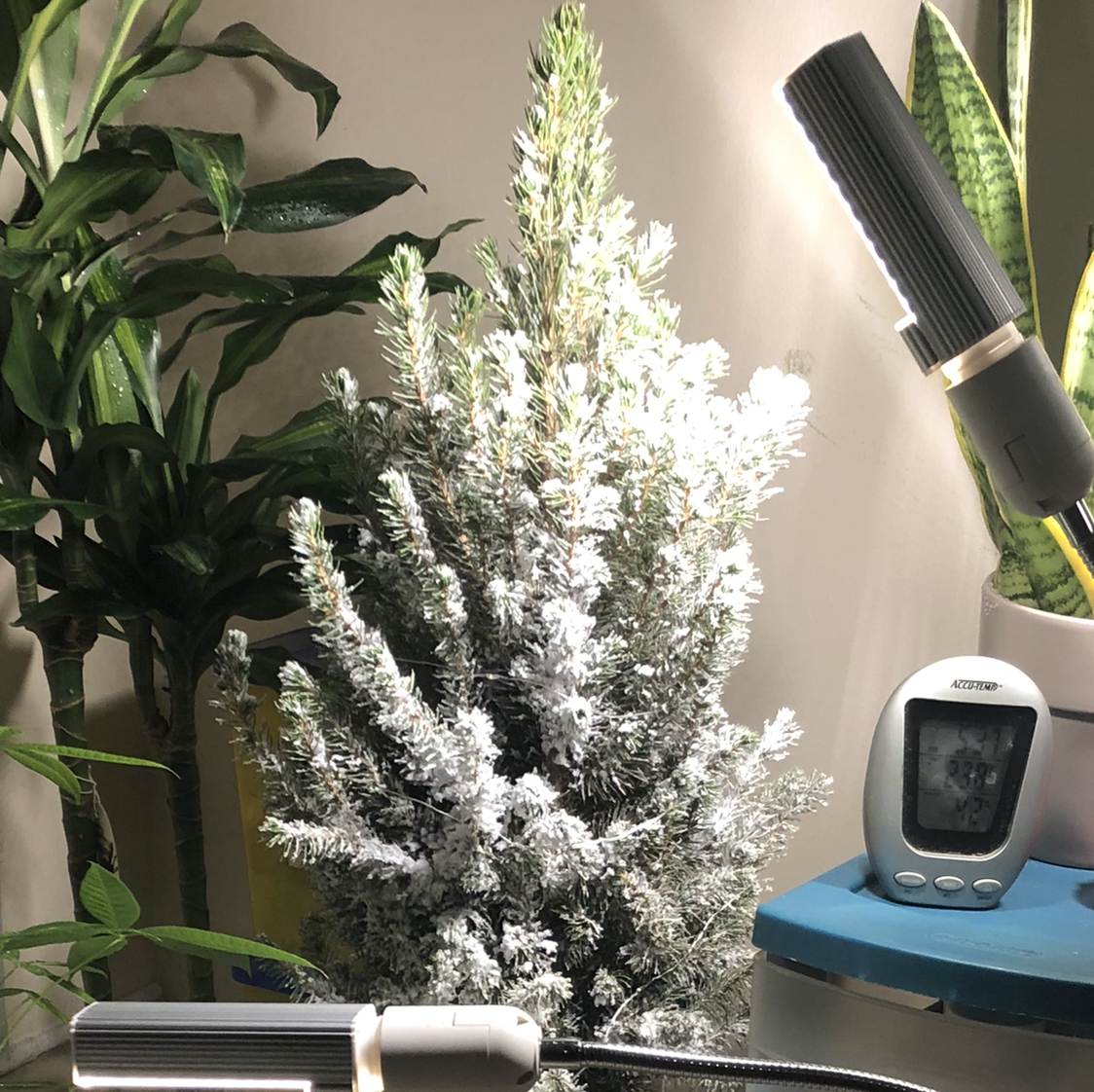 Dwarf Alberta Spruce plant photo by Junior named Alpina on Greg, the plant care app.