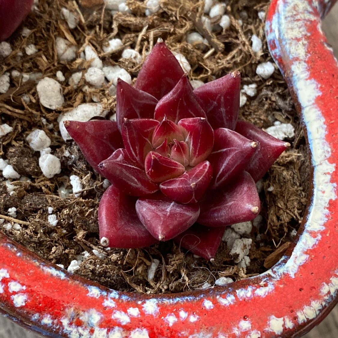 Photo of the plant species Echeveria agavoides 'Ruming' by @ashxmtz named Romeo on Greg, the plant care app