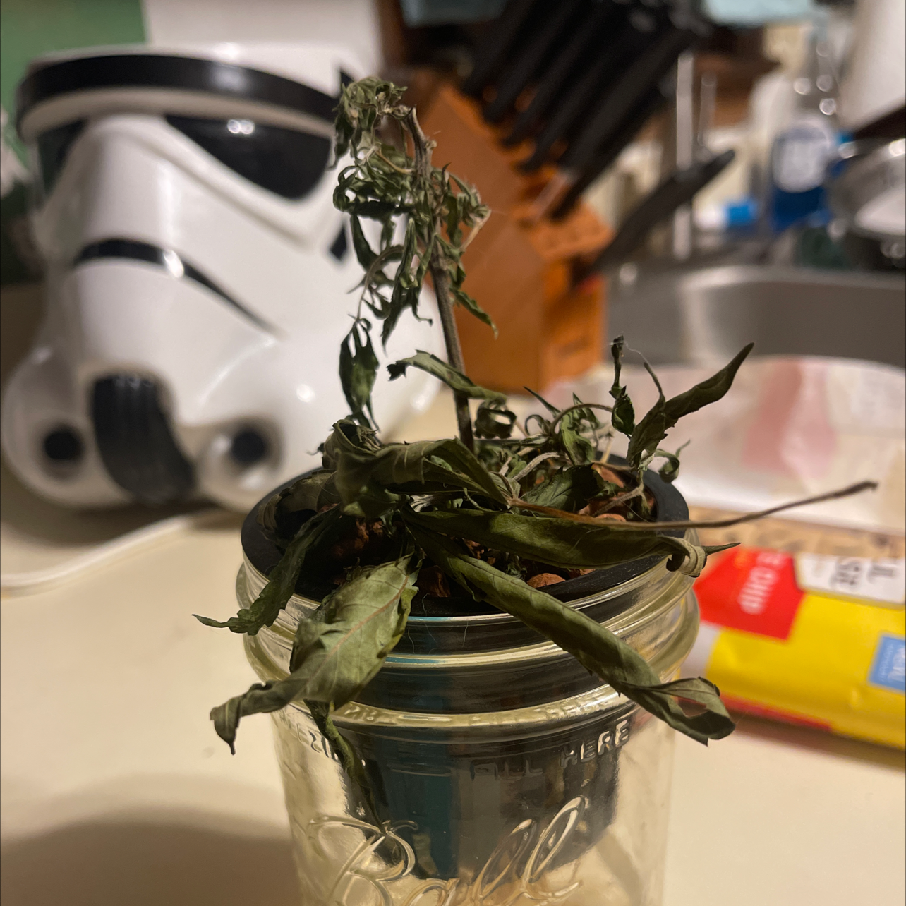 brown spots on my pot leaves