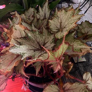 Rex Begonia plant photo by @DesMc8 named Wun on Greg, the plant care app.