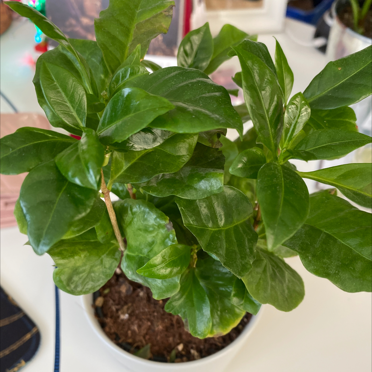 Arabian Coffee Plant plant photo by Nicolel named 卡妃 on Greg, the plant care app.