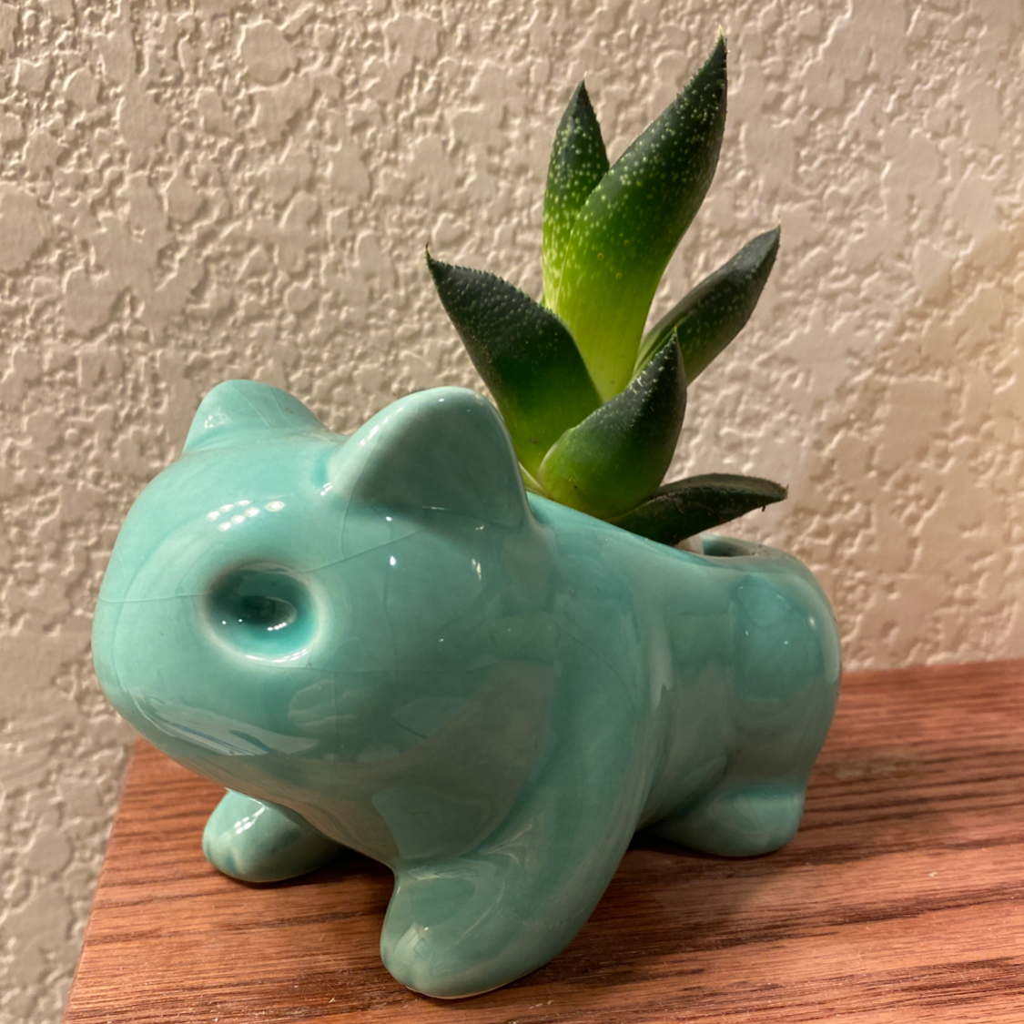 Ox Tongue plant photo by @maeplant named Bulbasuar on Greg, the plant care app.