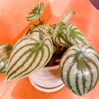 Watermelon Peperomia plant in Somewhere on Earth