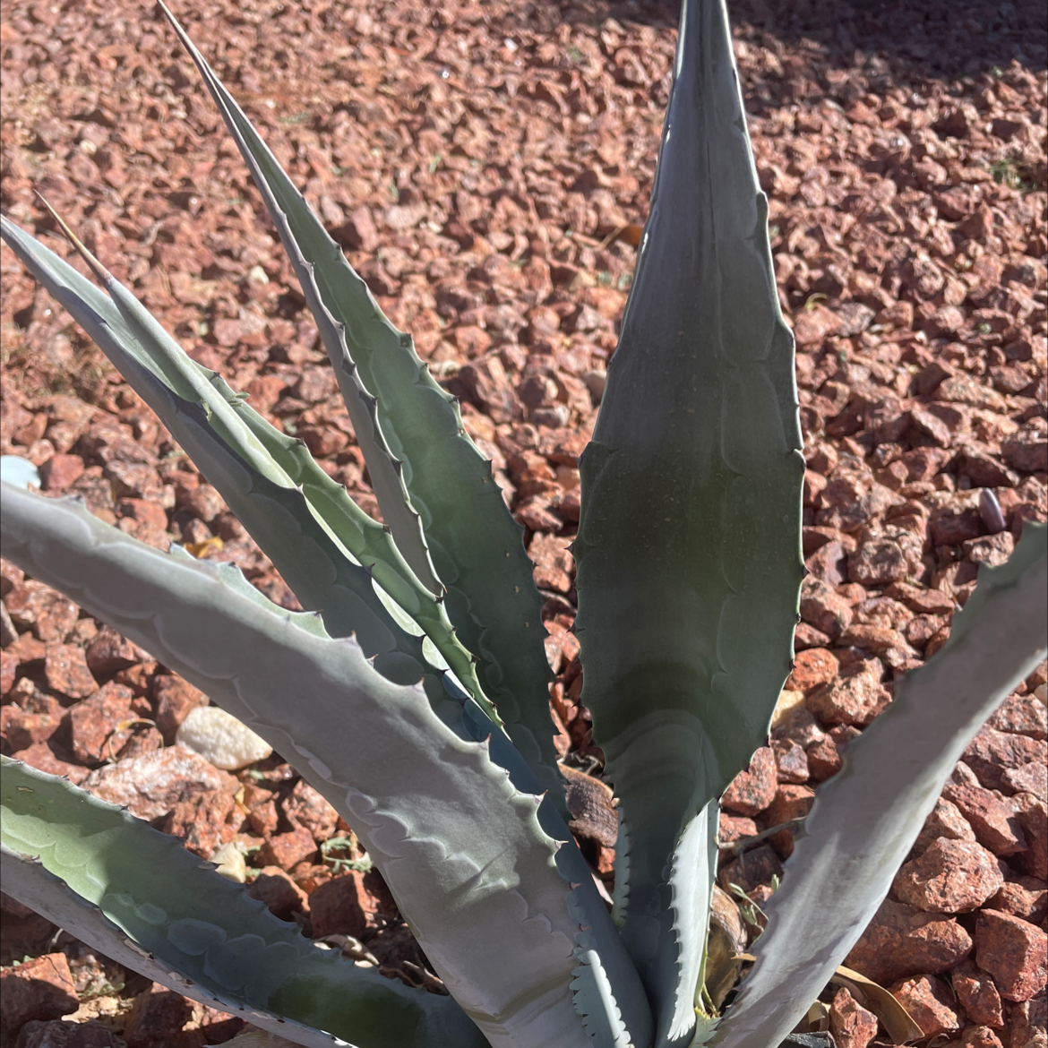 Photo of the plant species Maguey by Sherie named Your plant on Greg, the plant care app