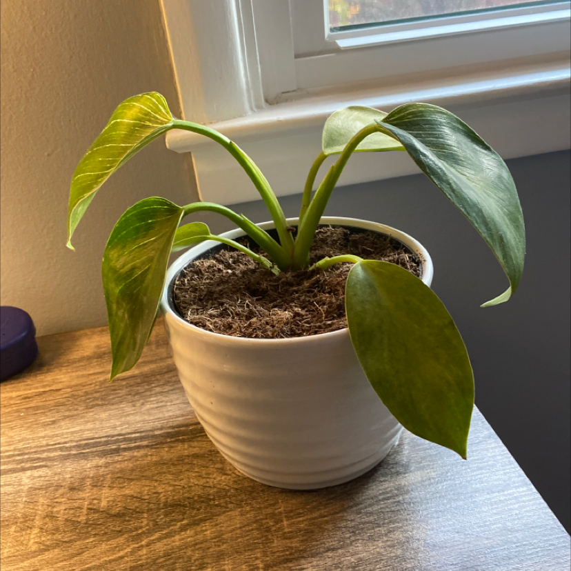 Photo of the plant species spatheflower by Samantha named Bedroom on Greg, the plant care app
