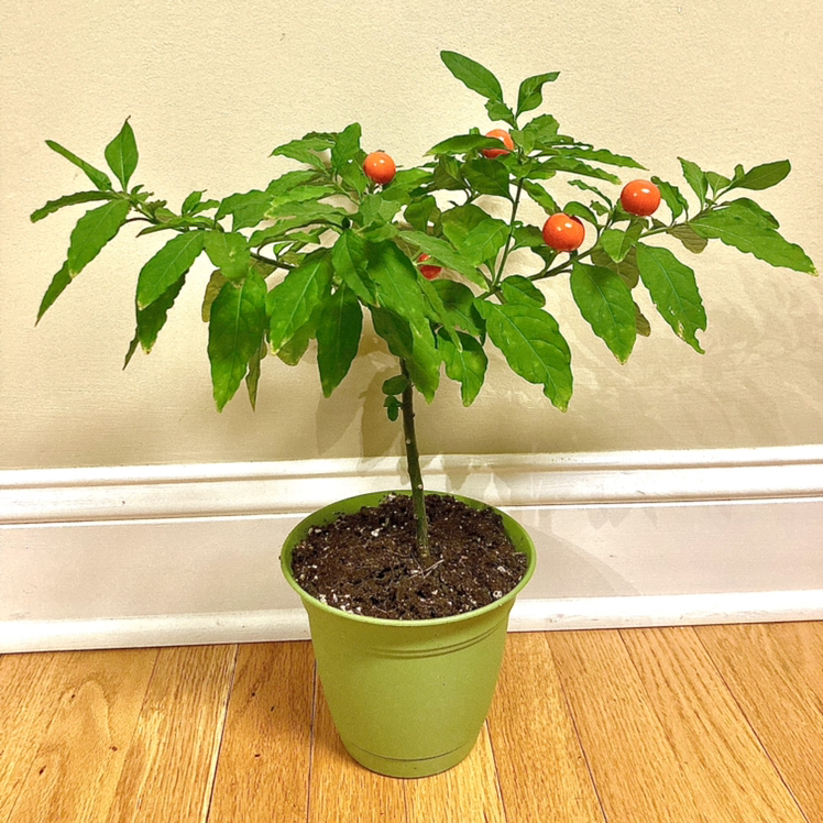 Potted Jerusalem Cherry plant with green leaves and orange-red berries.