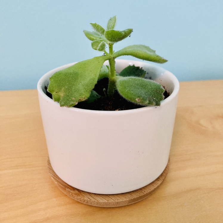 Bear's Paw plant photo by @ToasterCar named Mochi on Greg, the plant care app.