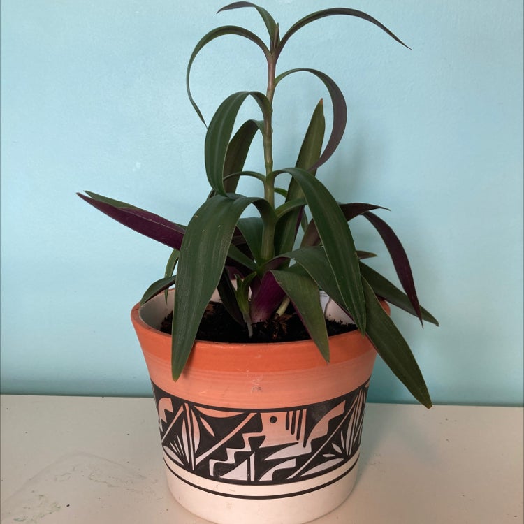 Moses-in-the-Cradle plant photo by @ToasterCar named Sherlock on Greg, the plant care app.