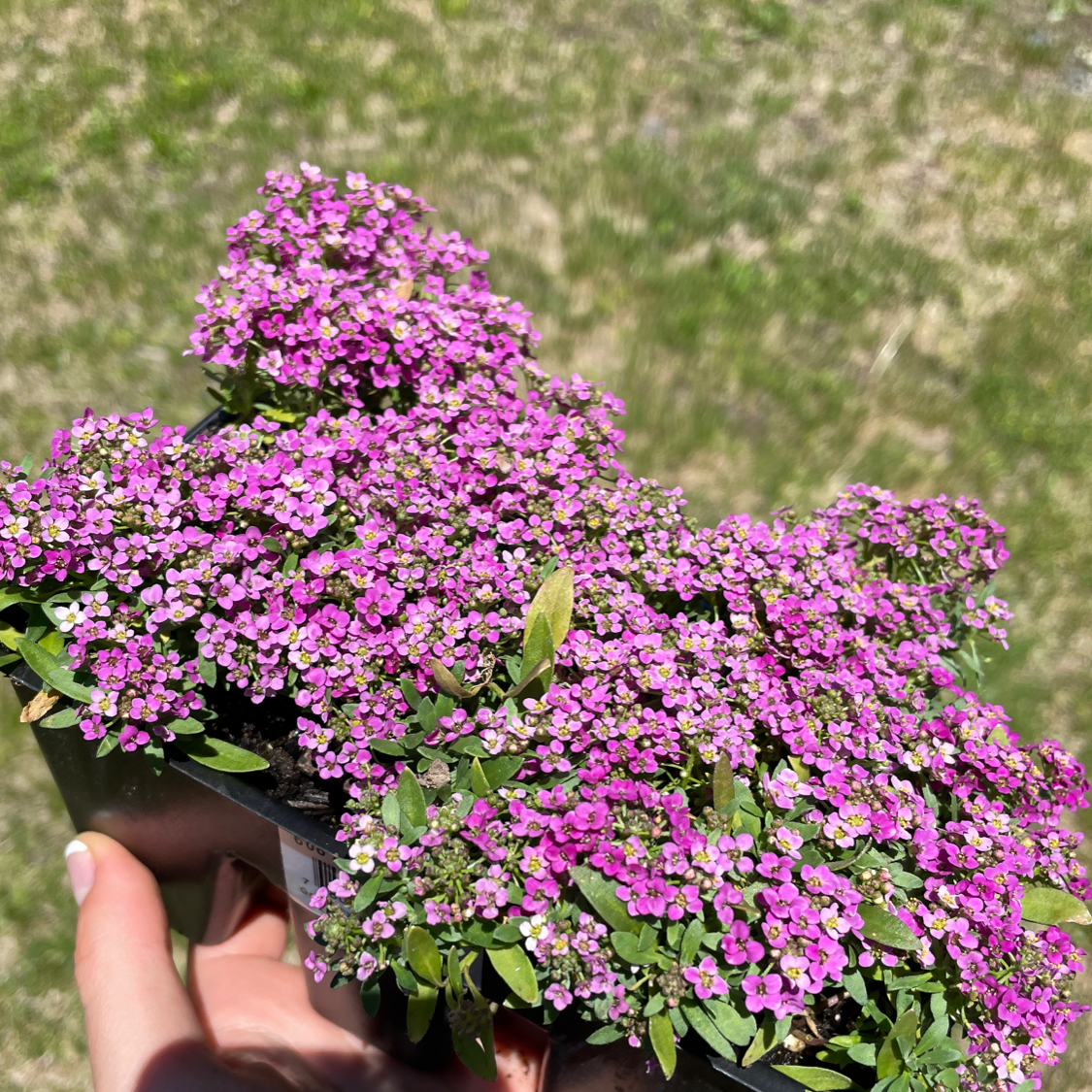 Close-up of a hand holding a thriving Sweet Alyssum plant with dense clusters of small purple flowers, against a blurred natural background.