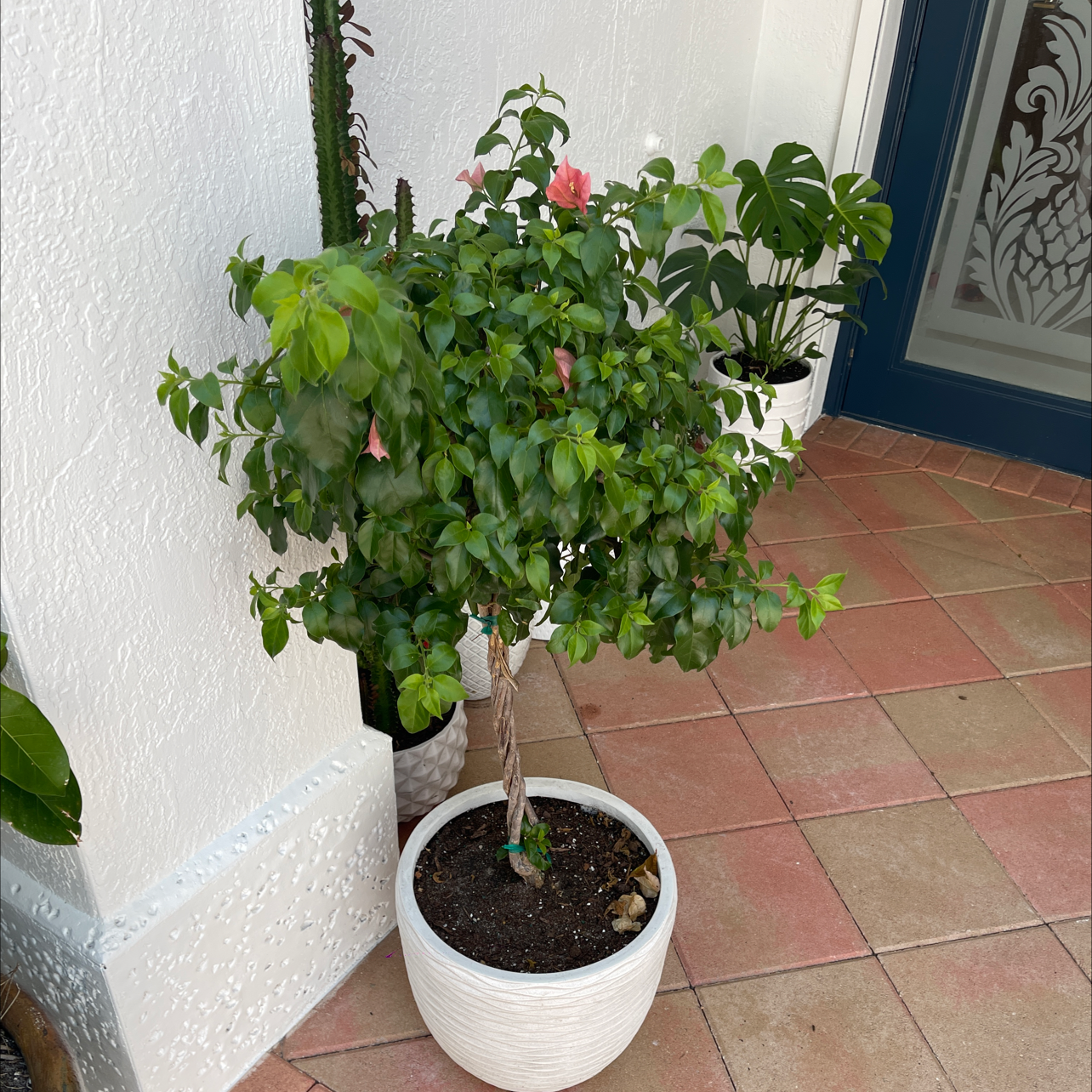 Potted Bougainvillea plant with green leaves and flowers, well-framed and healthy.