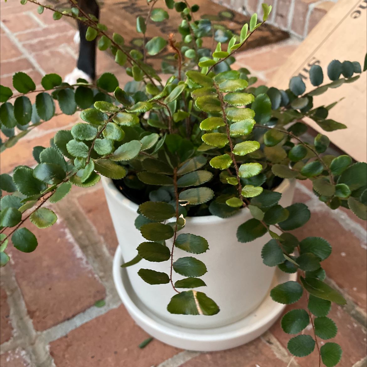 Pellaea rotundifolia plant in a white pot with healthy green leaves.
