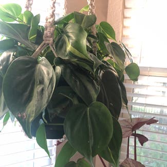 Philodendron Brasil plant in Austin, Texas