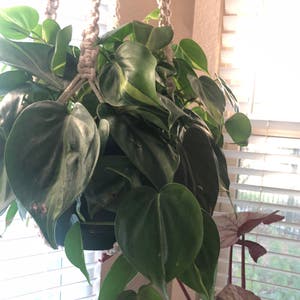 Philodendron Brasil plant photo by @Mojo named Modelo on Greg, the plant care app.