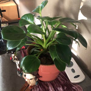 Philodendron Birkin plant photo by Mojo named Boy on Greg, the plant care app.