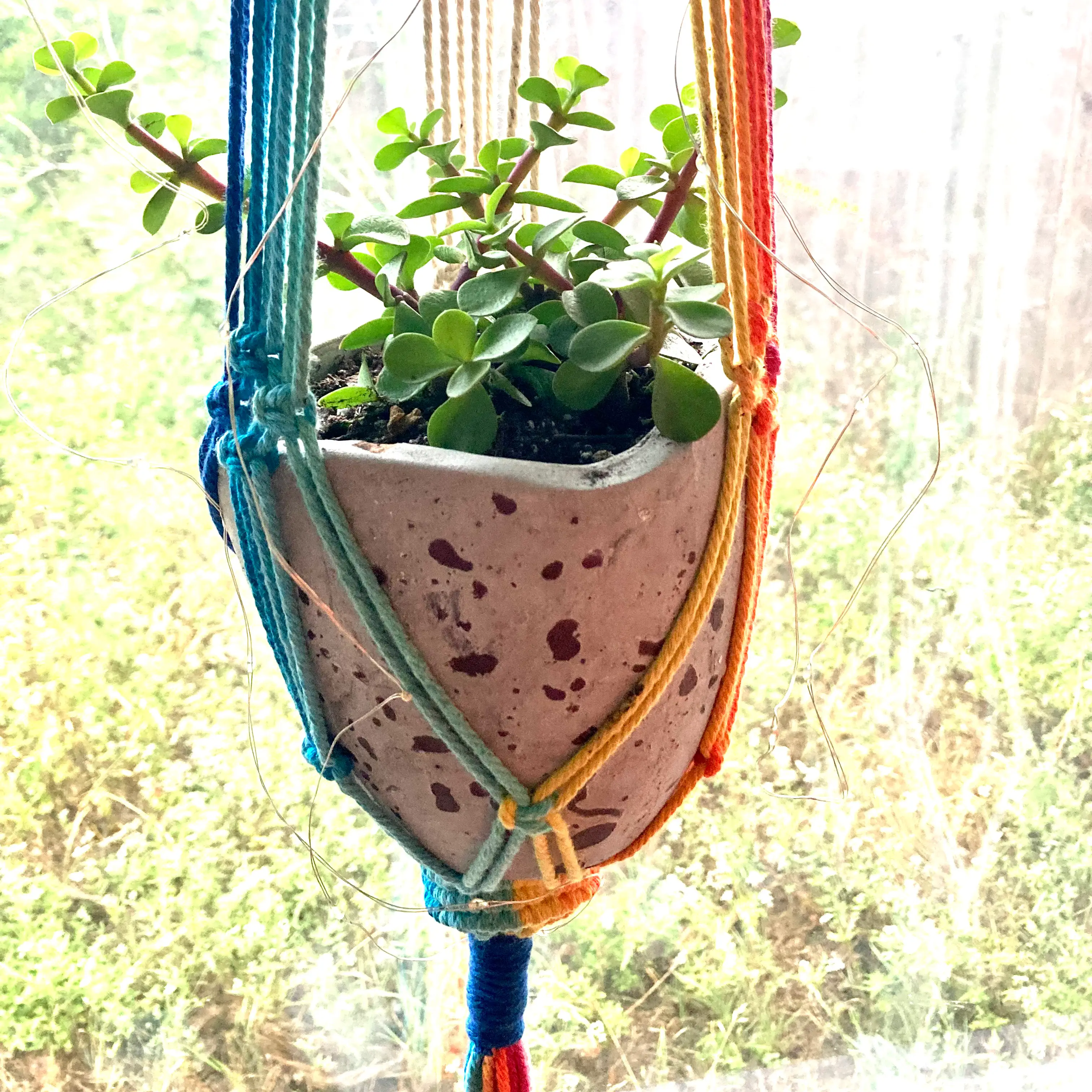 Photo of the plant species portulacaria by @Mojo named Lass on Greg, the plant care app