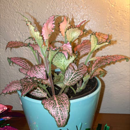 Photo of the plant species Nerve Plant by Mojo named Frankie on Greg, the plant care app