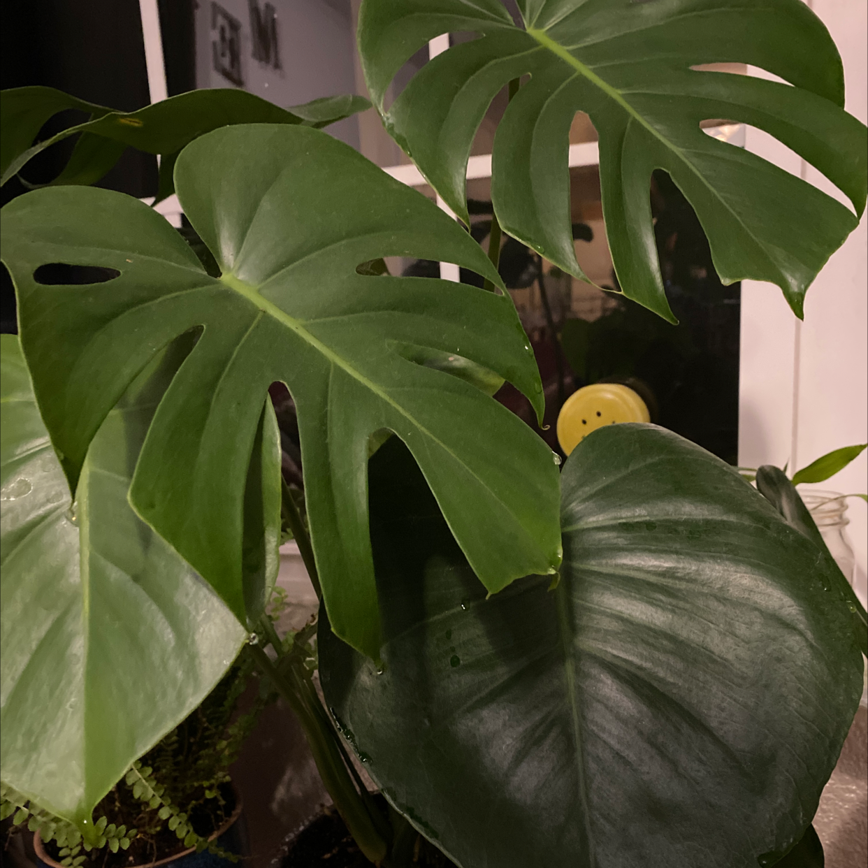 Monstera plant photo by @carsonburrell named deb on Greg, the plant care app.