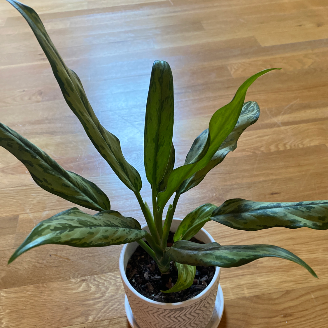 Photo of the plant species Aglaonema 'Tigress' by @Victoriamaria named Jasmine on Greg, the plant care app