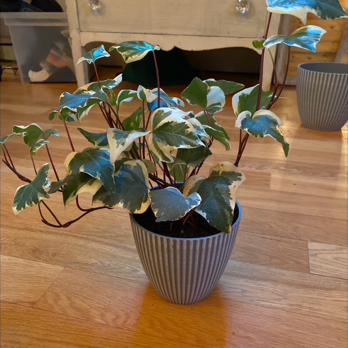 Photo of the plant species variegated ivy by @Victoriamaria named Ivy on Greg, the plant care app