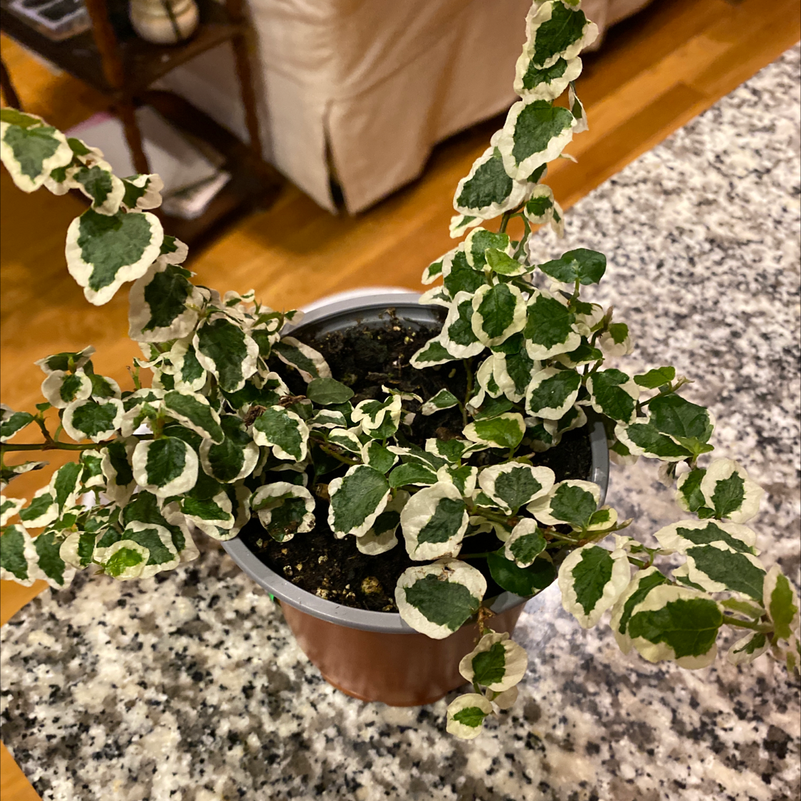 A healthy Creeping Fig plant with variegated leaves cascading over the sides of a small brown pot, well-framed against a gray background.