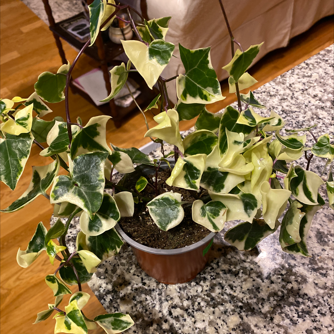 Photo of the plant species Variegated Wax Ivy by @Victoriamaria named Forrest on Greg, the plant care app