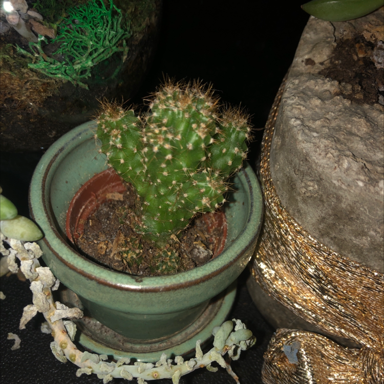 Brittle Prickly Pear cactus in a green pot with visible soil, well-framed and in focus.