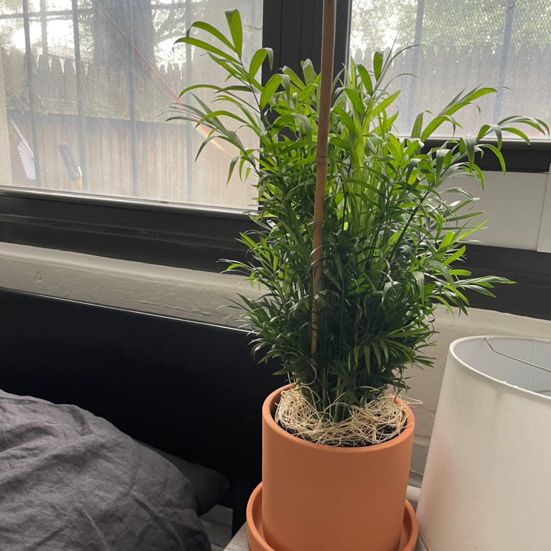 Parlour Palm plant photo by @Krisza named Charlie on Greg, the plant care app.