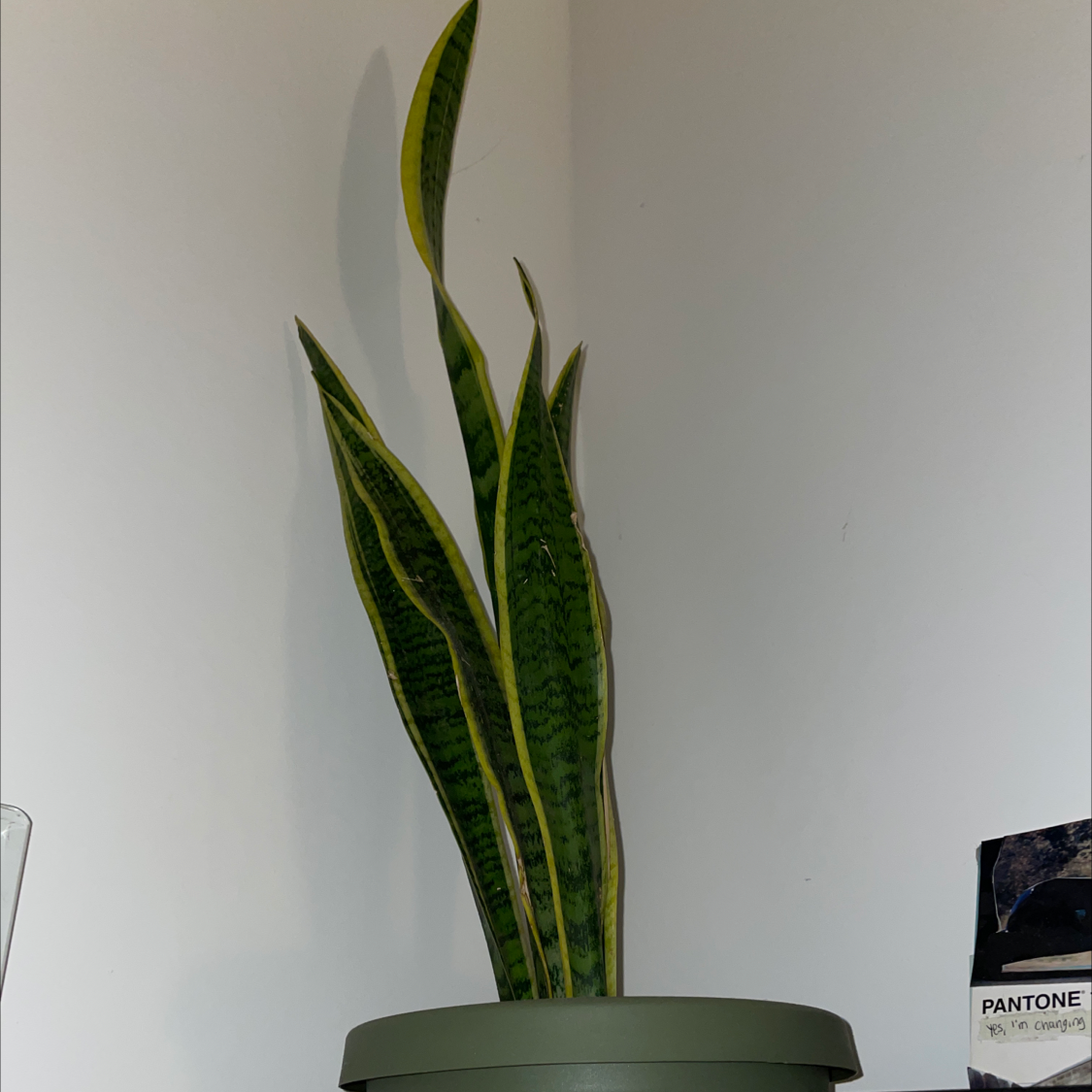Snake Plant plant photo by @Krisza named Plop on Greg, the plant care app.