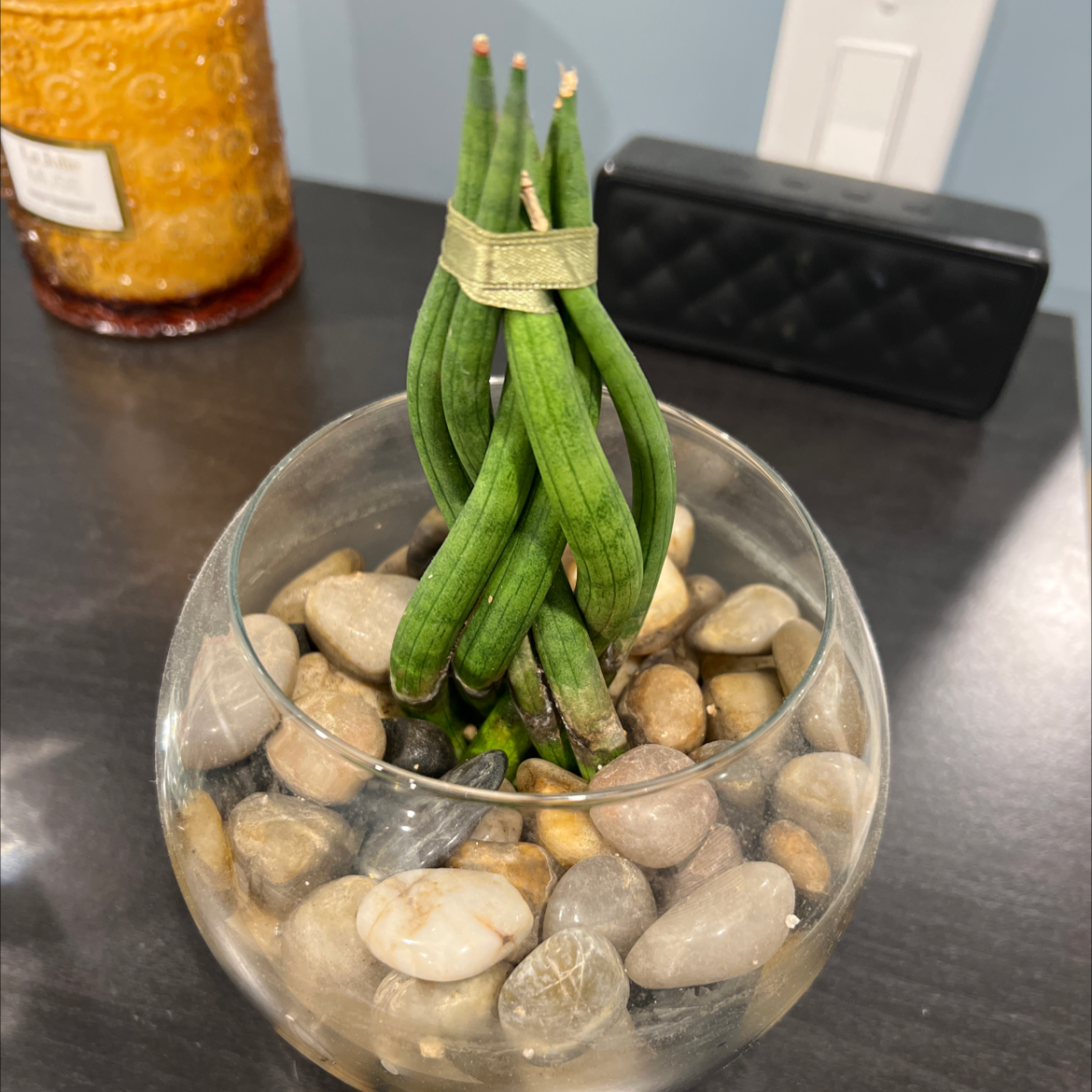 Cylindrical Snake Plant plant photo by Courtney named Dresser on Greg, the plant care app.