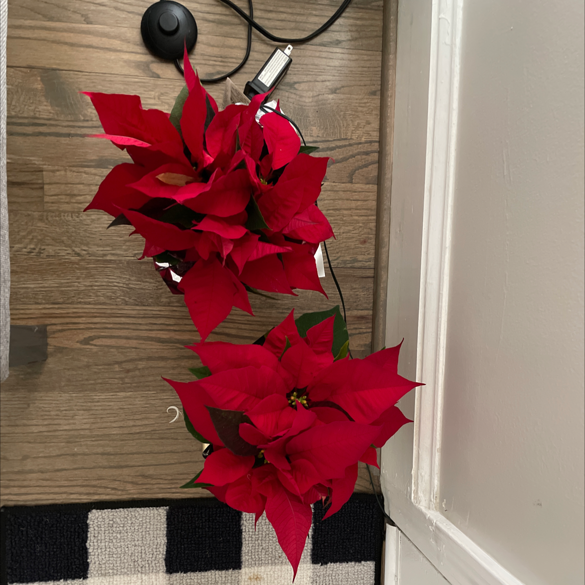 Poinsettia plant photo by @LaNa-Rocks named Holly on Greg, the plant care app.
