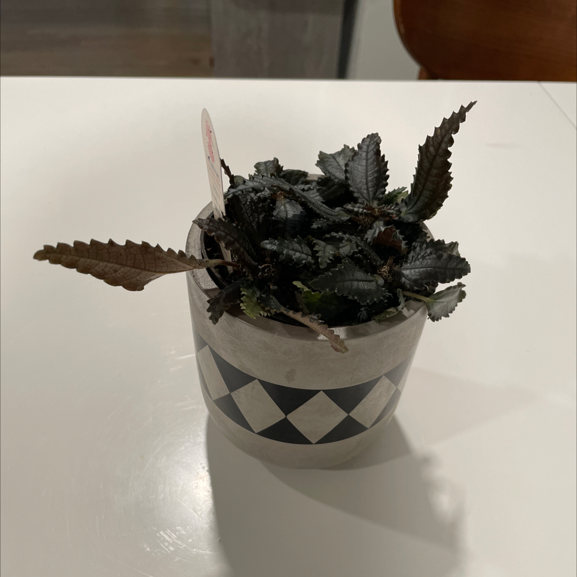 Dark Mystery Pilea plant in a decorative pot with dark, textured leaves.