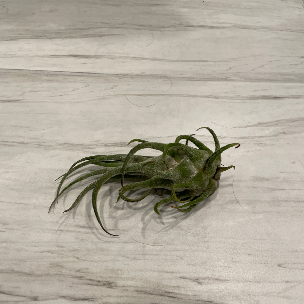 Bulbosa Air Plant on a light-colored surface, appears healthy.