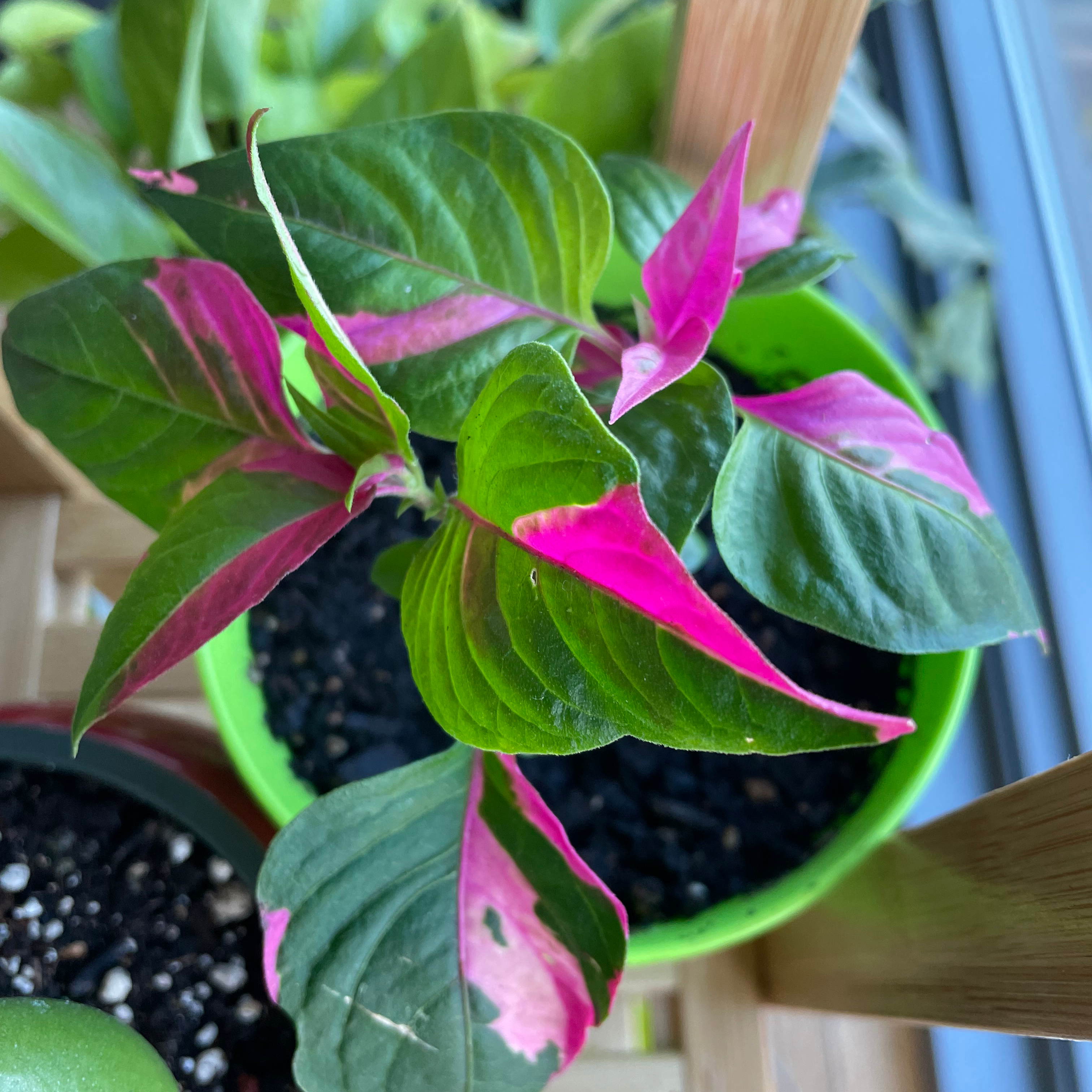 Hairy Joyweed plant with vibrant green and pink variegated leaves in a green pot.