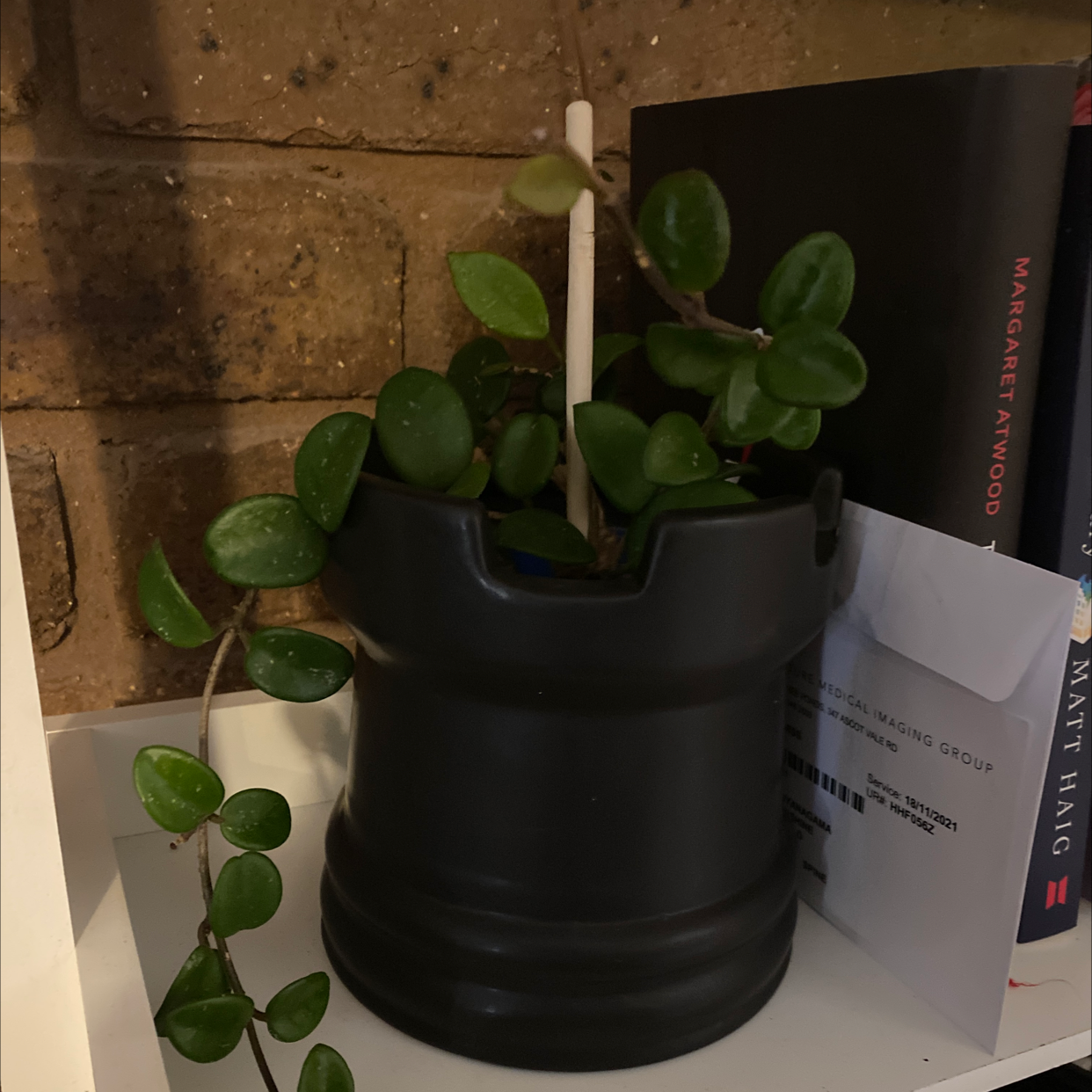 Hoya 'Mathilde' plant in a black pot on a shelf with books and a brick wall in the background.