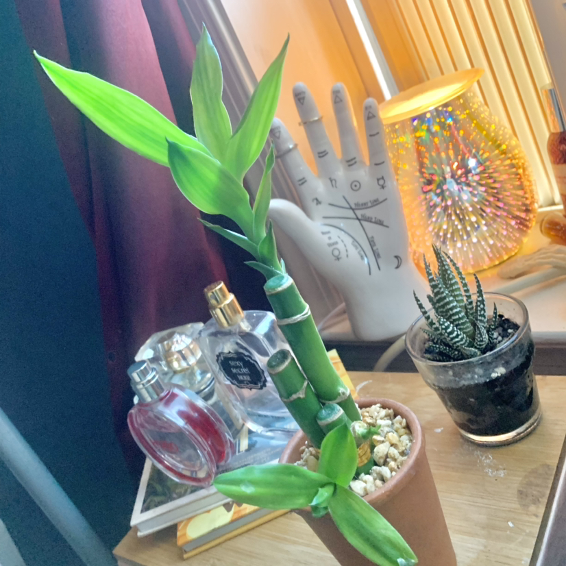 Lucky Bamboo plant photo by @LivCat named huá on Greg, the plant care app.