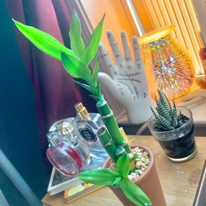 Lucky Bamboo plant photo by @LivCat named huá on Greg, the plant care app.